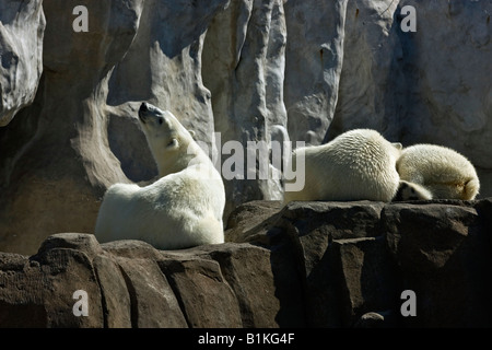 White polar bears relaxing on rocks ZOO Toledo Ohio USA United States nobody wild animals Stock Photo