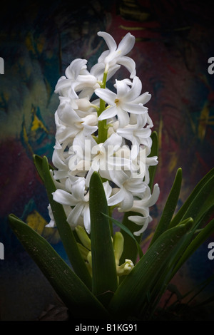 White Pearl Hyacinth Hyacinthus orientalis a beautiful flower close up large high resolution pictures images sale on alamy vertical in USA US hi-res Stock Photo