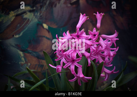 Purple Hyacinth Hyacinthus sensation a beautiful flower close up large high resolution sale on alamy horizontal in USA US hi-res Stock Photo