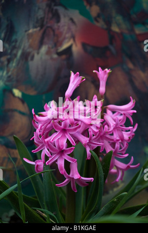 Purple Hyacinth Hyacinthus sensation a beautiful flower close up large high resolution vertical in USA US hi-res Stock Photo