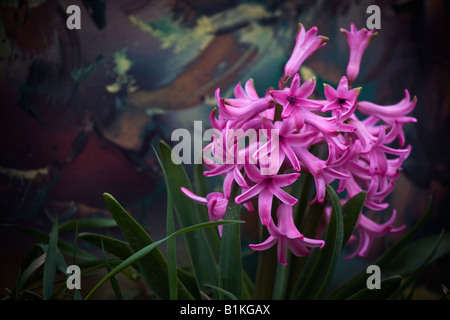 Purple Hyacinth Hyacinthus sensation a beautiful flower close up large high resolution sale on alamy horizontal in USA US hi-res Stock Photo