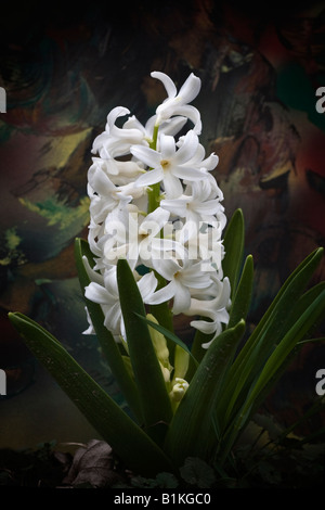 White Pearl Hyacinth Hyacinthus orientalis a beautiful flower close up large high resolution pictures images photos vertical in USA US hi-res Stock Photo