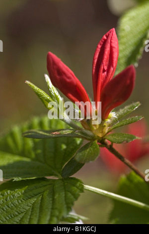 Red Rhododendron Azalea shrub with the flowers buds overhead from above pictures images photos large high resolution horizontal in USA US hi-res Stock Photo