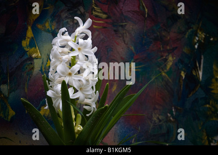 White Pearl Hyacinth Hyacinthus orientalis a beautiful flower close up large high resolution sale on alamy horizontal in USA US hi-res Stock Photo