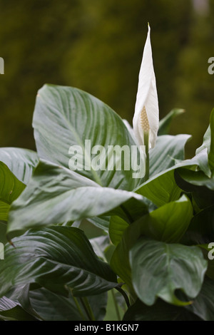 White Spathiphyllum Peace lily spadix a flower plant floral vertical in USA US hi-res Stock Photo