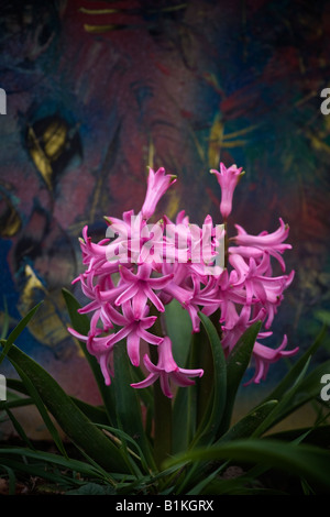Purple Hyacinth Hyacinthus sensation a beautiful flower close up large high resolution pictures images photos vertical format in USA US hi-res Stock Photo