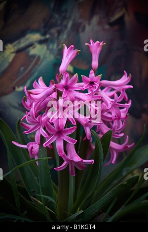 Purple Hyacinth Hyacinthus sensation a beautiful flower close up large high resolution sale on alamy vertical in USA US hi-res Stock Photo
