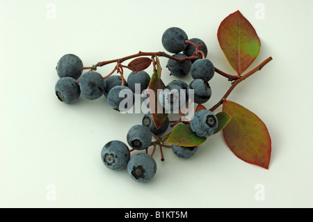 Northern Highbush Blueberry (Vaccinium corymbosum, Vaccinium angustifolium), twig with berries, studio picture Stock Photo