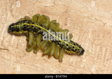 Large White (Pieris brassicae) caterpillar with larvas of parasitoid wasp (Cotesia glomerata) leaving the caterpillar to pupate Stock Photo