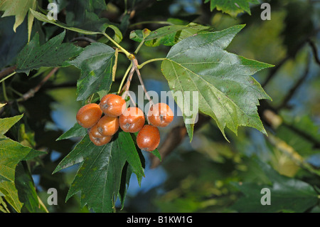 Wild Service Tree, Chequers Tree, Checkers Tree (Sorbus torminalis), twig with berries Stock Photo