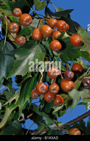 Wild Service Tree, Chequers Tree, Checkers Tree (Sorbus torminalis), twig with berries Stock Photo