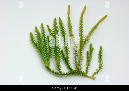 Stag's-horn Clubmoss, Ground Pine (Lycopodium clavatum), twig, studio picture Stock Photo