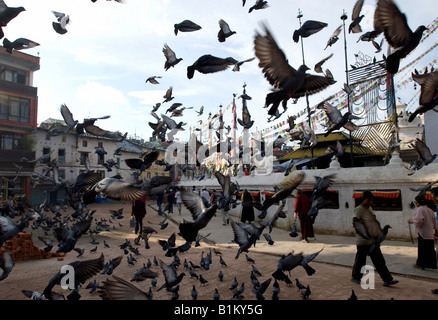 Pigeons at the Boudhanath Stupa, Kathmandu, Nepal Stock Photo