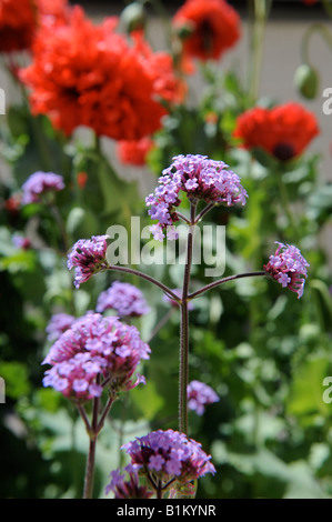 THE PLANT VERBENA BONARIENSIS AMONGST POPPIES IN AN ENGLISH COTTAGE GARDEN UK Stock Photo