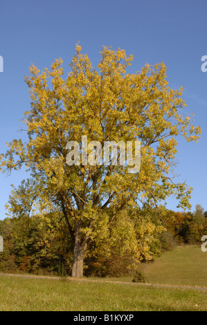 Black Poplar (Populus nigra), ttree in autumn colors Stock Photo