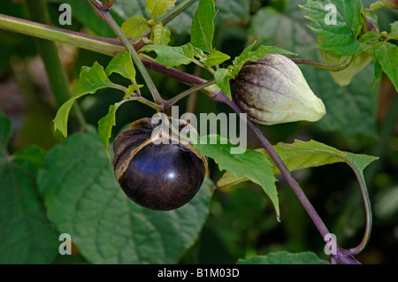 Tomatillo (Physalis ixocarpa, Physalis philadelphica), variety Purple de Milpa twig with fruit and flower studio picture Stock Photo