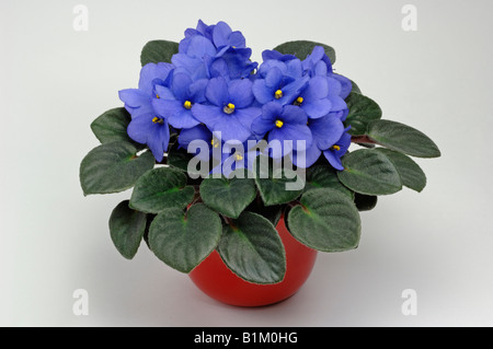 Saintpaulia,  African violet, African Violet (Saintpaulia ionantha Hybride),  flowering potted plant studio picture Stock Photo