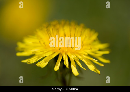 Close-up of a colorful dandilion with a narrow depth of field. Stock Photo