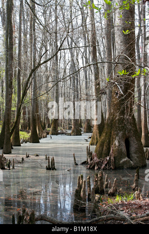 Bald Cypress Trees in the Congaree National Park in South Carolina Stock Photo