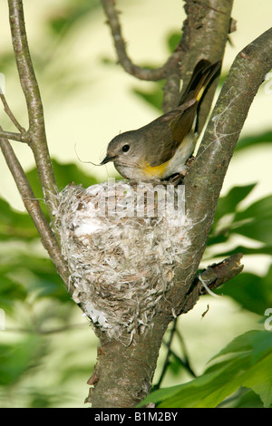 Female American Redstart Building Nest - Vertical Stock Photo