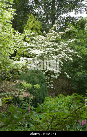 Dogwood tree, Cornus nuttallii, in a large garden Stock Photo
