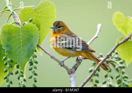 Female Baltimore Oriole perched in Cottonwood Tree Stock Photo