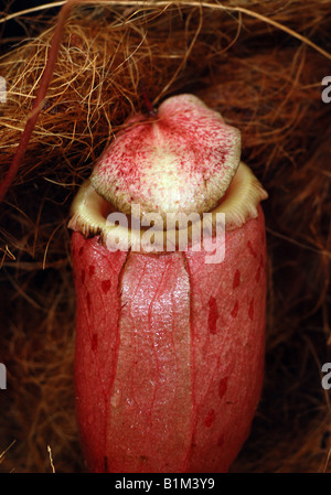 One of the Nepenthes genus carnivorous plant (Tropical Pitcher Plants als known as Monkey Cups) Stock Photo