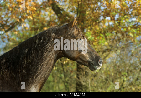 morgan horse - portrait Stock Photo