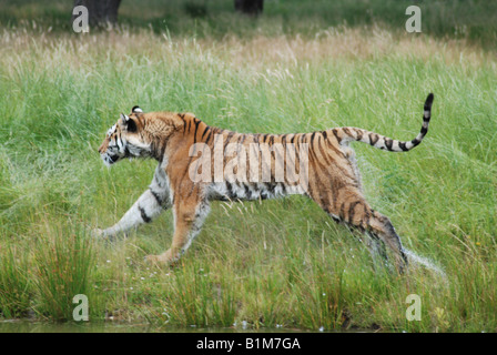 Bengal tiger running through grass tail in air Stock Photo