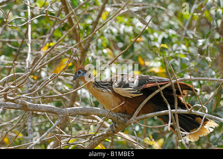 Hoactzin on branch / Opisthocomus hoazin Stock Photo