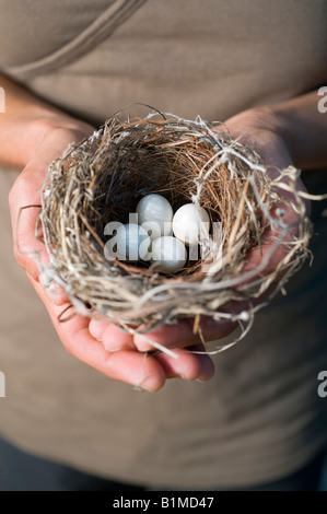 nest with eggs in woman s hands Stock Photo