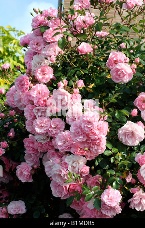 ROSA BONICA SYN MEIDOMONAC AGM Stock Photo