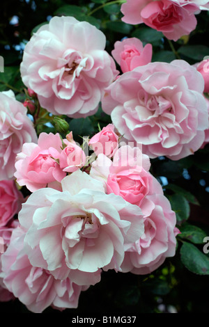 ROSA BONICA SYN MEIDOMONAC AGM Stock Photo