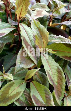 PERSICARIA VIRGINIANA COMPTON S FORM Stock Photo