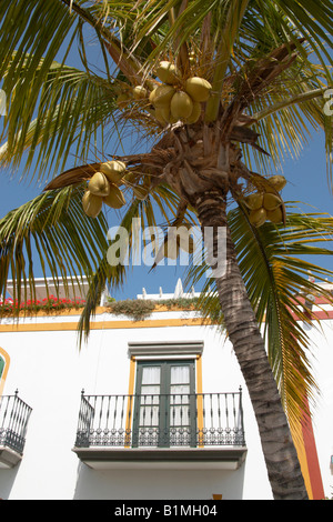 Palm tree and coconuts in Puerto de Mogan on Gran Canaria Stock Photo