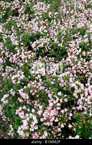 ESCALLONIA APPLE BLOSSOM USED AS HEDGING Stock Photo