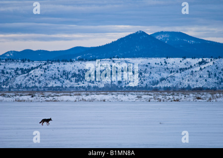 Coyote walking across snow covered field Lower Klamath National Wildlife Refuge California Stock Photo