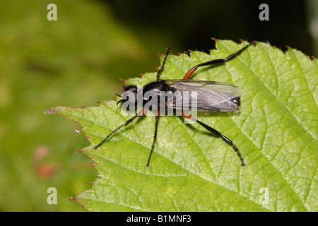 A St Marks Fly Bibio pomonae Bibionidae male on moorland UK Stock Photo