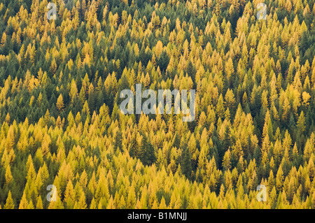 Western Larch trees in Autumn Mill Creek Valley Colville National Forest Selkirk Mountains Washington Stock Photo