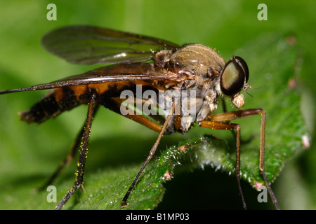 Marsh snipefly Rhagio tringarius Rhagionidae UK Stock Photo