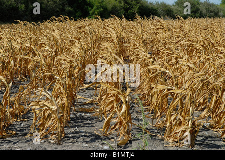 Corm crop failure due to drought in South Texas. Almost a total loss. Disaster for  food stuff Stock Photo