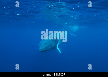 Dwarf Minke Whale (Balaenoptera acutorostrata ssp.) Great Barrier Reef, Australia Underwater Stock Photo