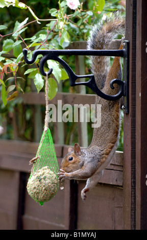 A grey squirrel stealing food eating from a bird feeder in a garden June 2008 Stock Photo