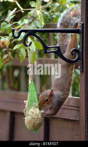 A grey squirrel steals food from a bird feeder in a garden June 2008 Sciurus carolinensis Stock Photo