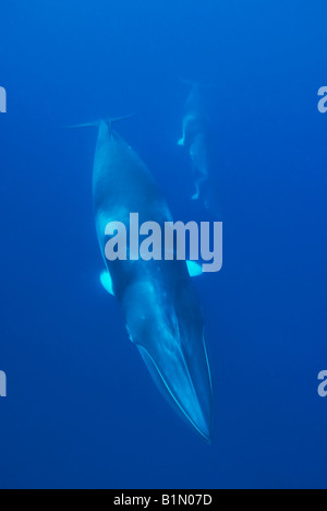 Dwarf Minke Whale (Balaenoptera acutorostrata ssp.) Great Barrier Reef, Australia Underwater Stock Photo