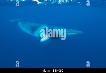 Dwarf Minke Whale (Balaenoptera acutorostrata ssp.) Great Barrier Reef, Australia Underwater Stock Photo