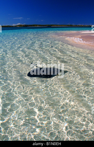 Stingray at Gibb's Cay Stock Photo