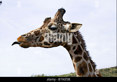 Giraffe sticking tongue out Stock Photo