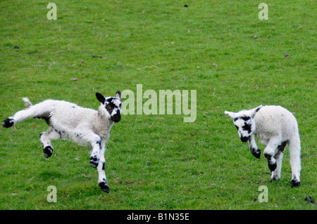 Lambs frolicking in spring. Stock Photo