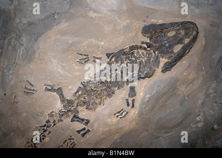 A fossil amphibian, Sclerocephalus hauseri, Permian, Germany Stock Photo